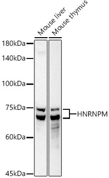 A20963_2.jpg