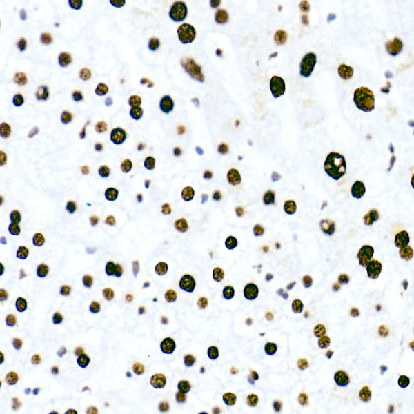 A20963_5.jpg