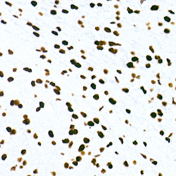 A20963_6.jpg