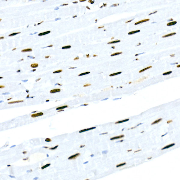 A20963_7.jpg