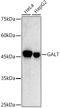 A20966_1.jpg