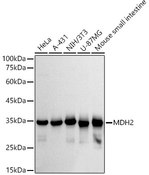 A20968_2.jpg
