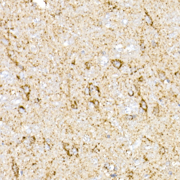 A20968_7.jpg