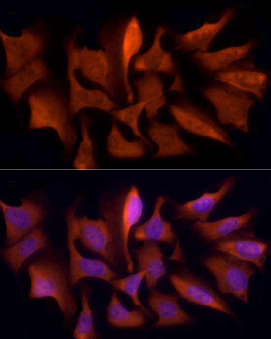 A20969_5.jpg
