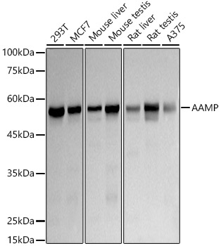 A20970_1.jpg