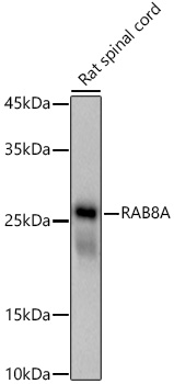 A20976_2.jpg
