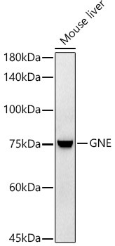 A20978_2.jpg