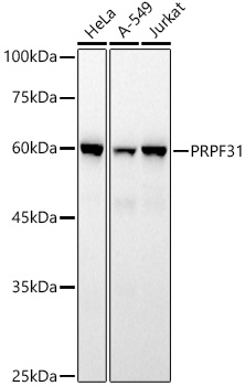 A20979_1.jpg