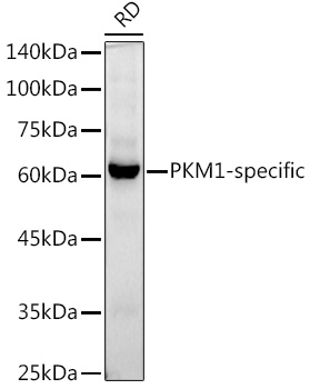A21052_1.jpg