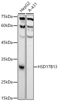 A21056_1.jpg