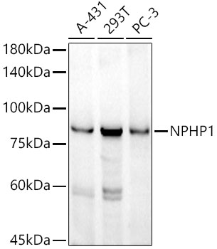 A21079_2.jpg