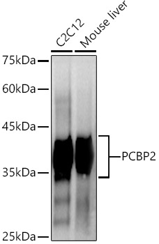 A21119_2.jpg