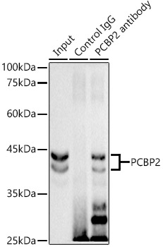 A21119_3.jpg