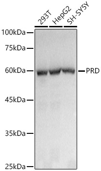 A21120_1.jpg