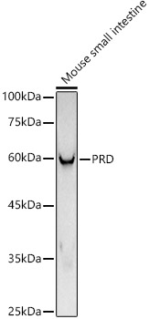 A21120_2.jpg