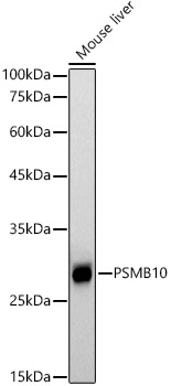 A21123_2.jpg