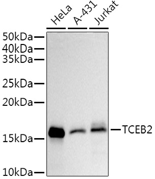 A21126_1.jpg