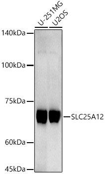 A21129_2.jpg