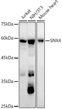 A21130_1.jpg