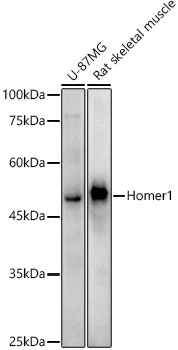 A21136_1.jpg