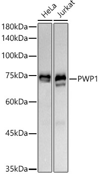 A21143_1.jpg