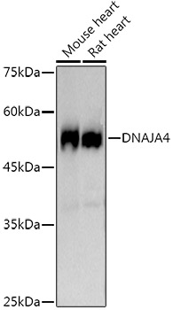 A21155_1.jpg