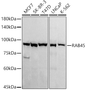 A21163_1.jpg