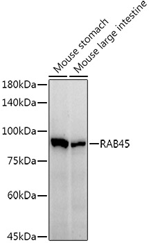 A21163_2.jpg