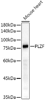 A21185_2.jpg