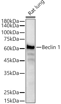 A21191_2.jpg