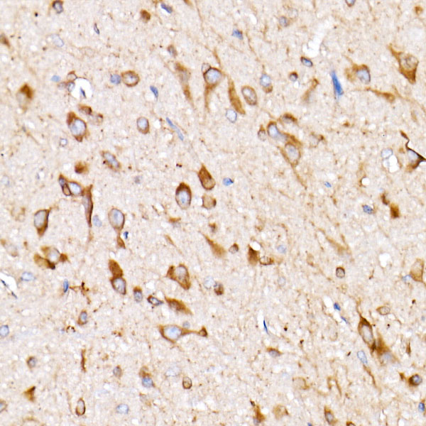 A21193_5.jpg