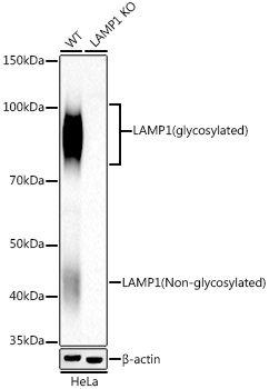 A21194_2.jpg