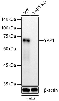 A21216_1.jpg