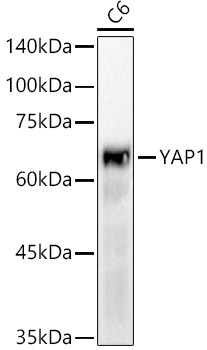 A21216_2.jpg