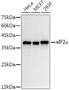 A21221_1.jpg