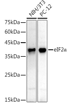 A21221_2.jpg