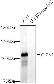 A21237_1.jpg