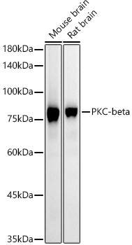 A21241_1.jpg