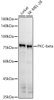 A21241_2.jpg