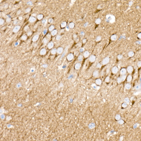 A21241_5.jpg