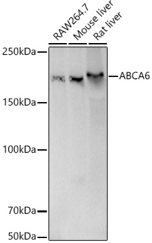 A21243_1.jpg