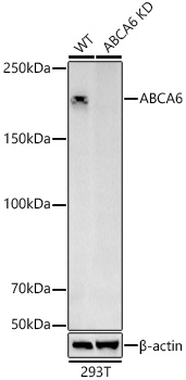 A21243_2.jpg