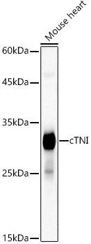 A21246_1.jpg