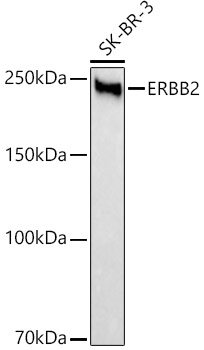 A21248_1.jpg