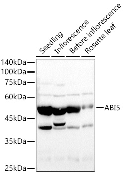 A21249_1.jpg