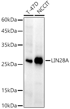 A21261_1.jpg