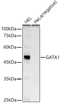 A21262_1.jpg