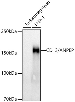 A21268_1.jpg