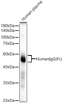 A21291_1.jpg