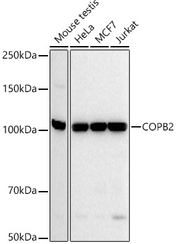 A21294_1.jpg